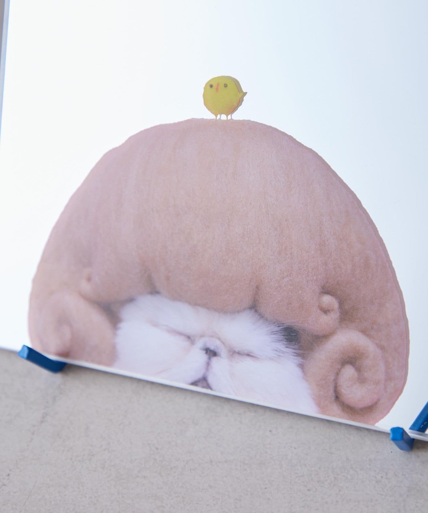 Pechanko Cats 室內鏡