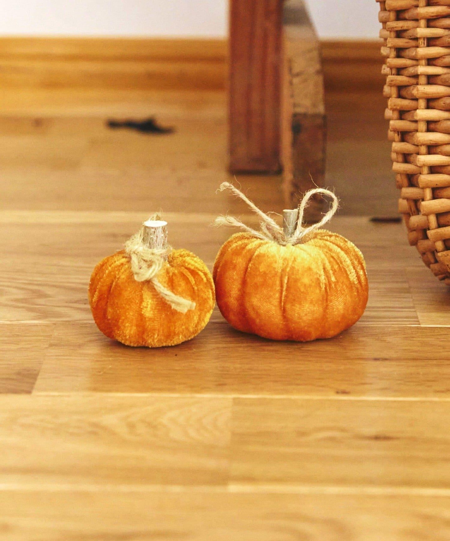 ベロアかぼちゃ:S/natural halloween