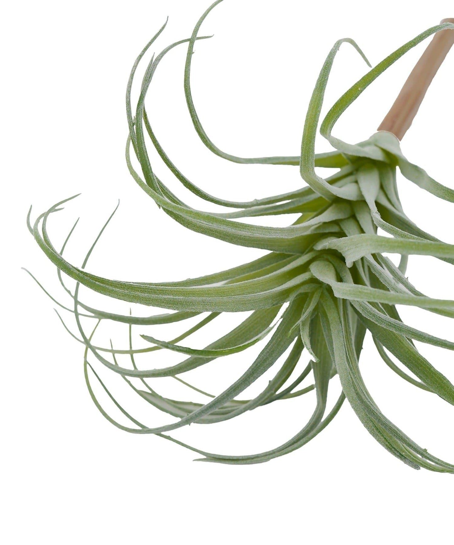 仿真空氣鳳梨裝飾植物