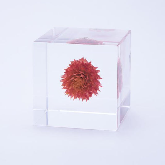 千日紅 Sola cube