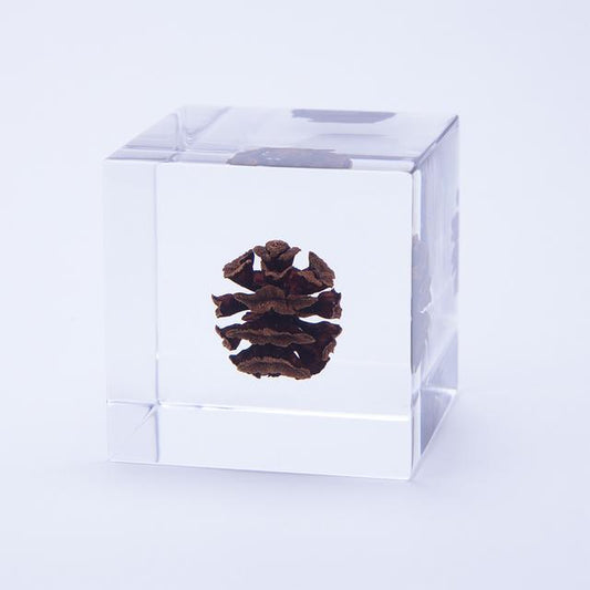 水杉 Sola cube