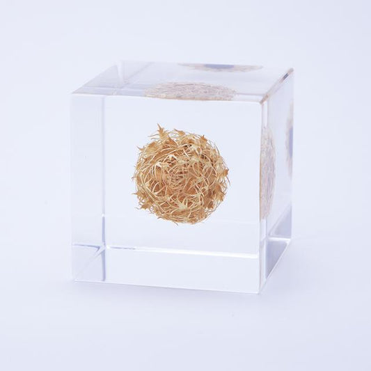 Sola cube 矢車菊