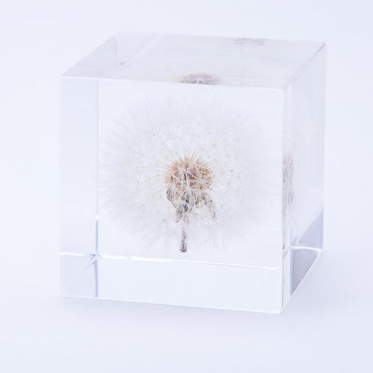 蒲公英（5cm方形）Sola cube