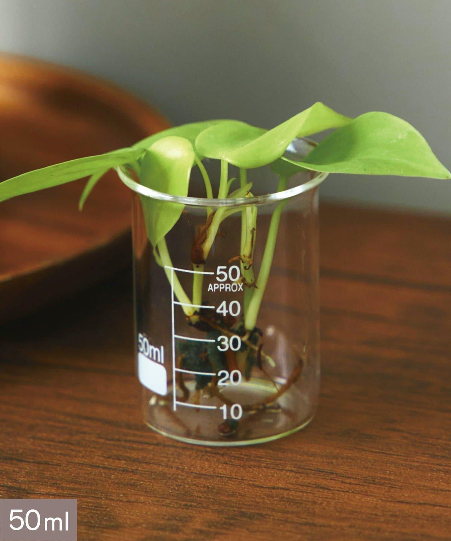 燒杯：50ml/SCIENCE