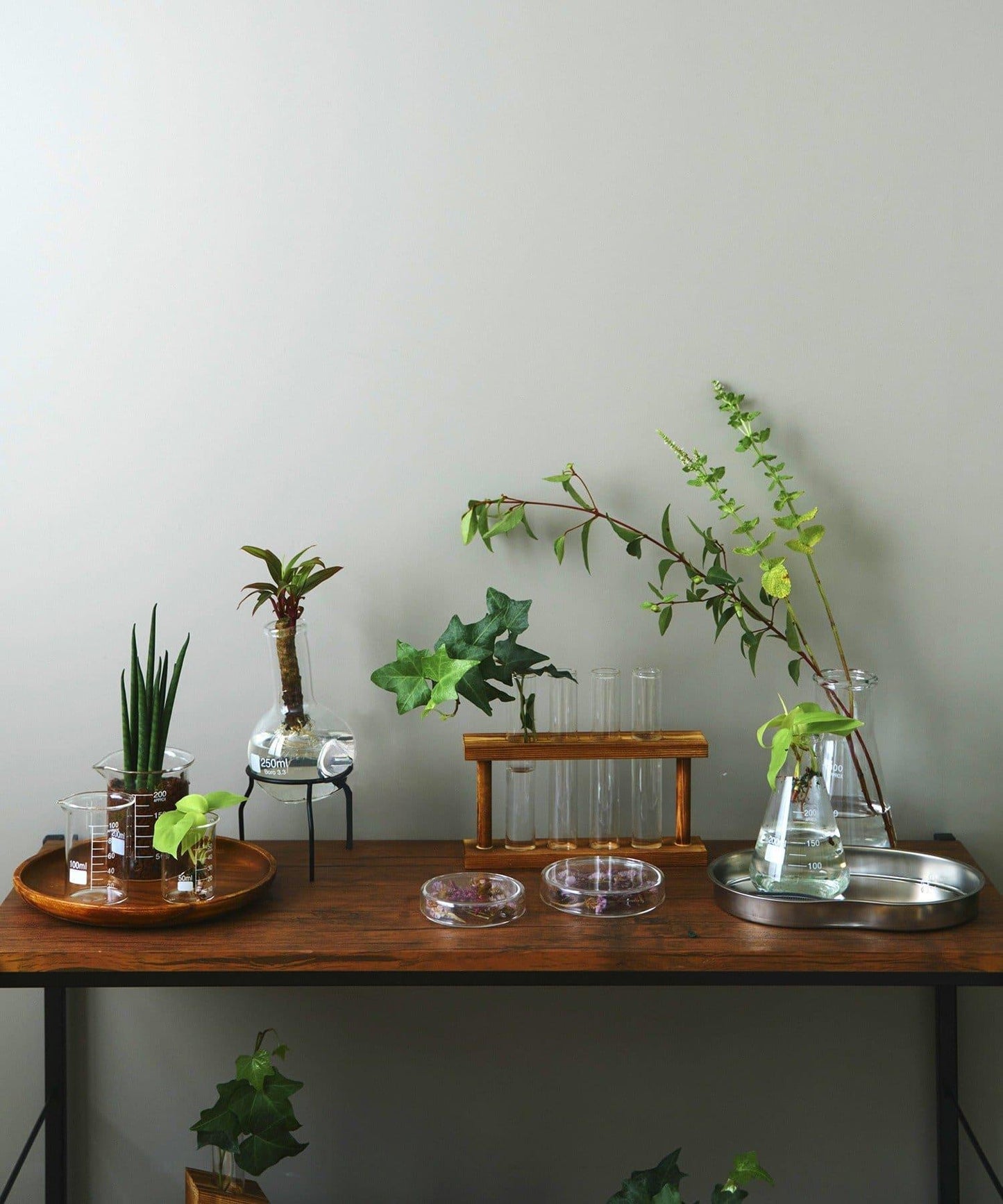 燒杯：100ml/SCIENCE