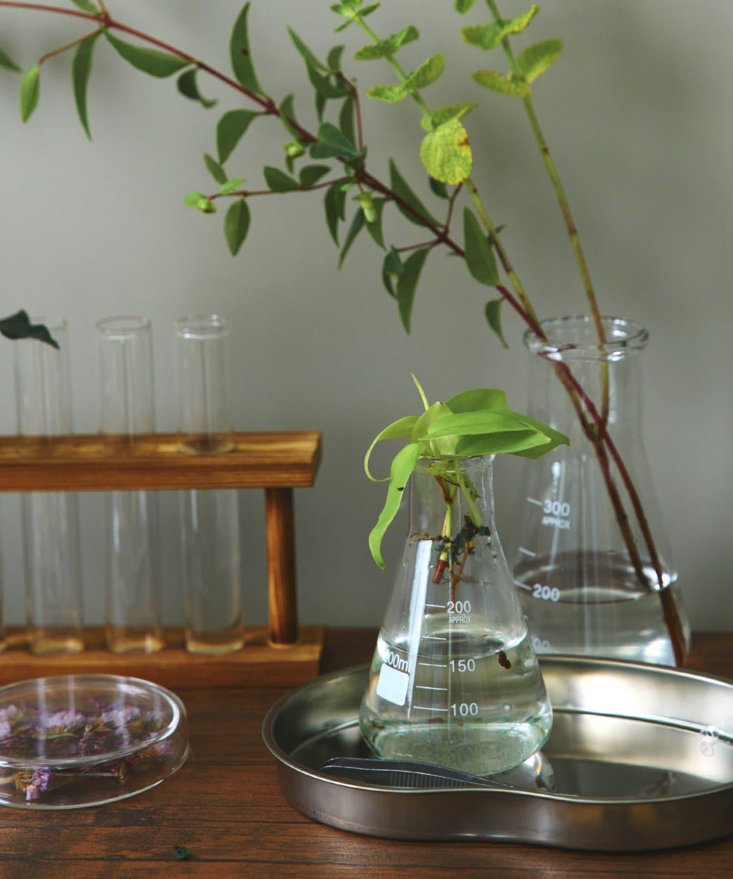 三角燒瓶：200ml/SCIENCE