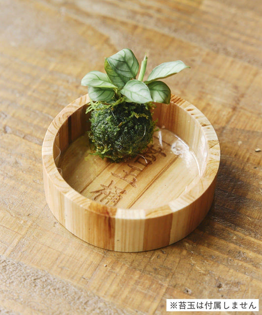 苔玉桶/苔玉與盆栽