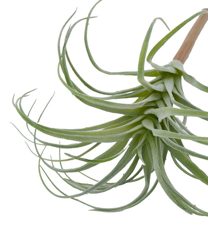 仿真空氣鳳梨裝飾植物