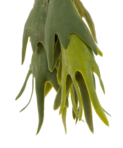 仿真鹿角蕨 裝飾植物