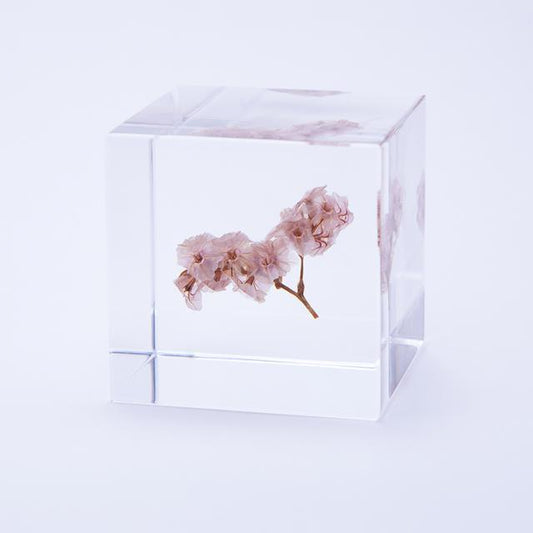 Sola cube 夏日櫻桃