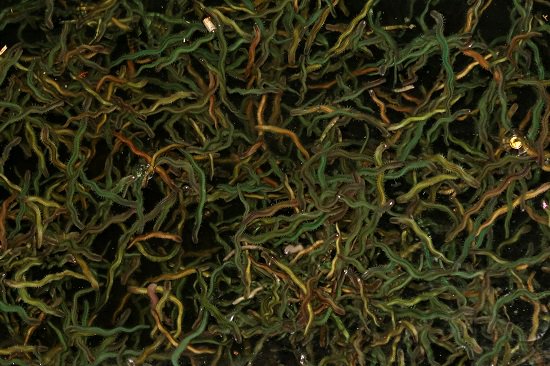 118349853