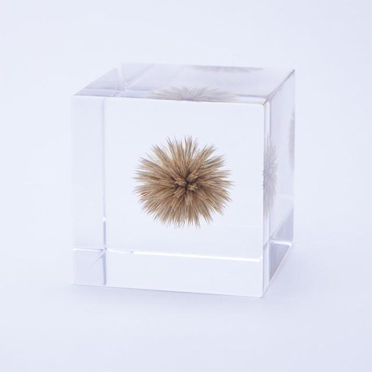 藍刺球 Sola cube